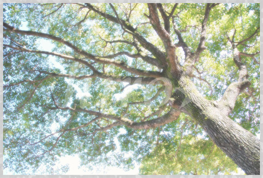 �}�J�t�F��