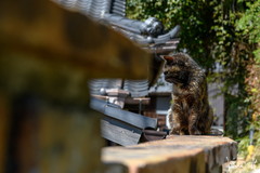 cat
